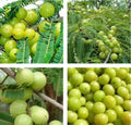 Indian Gooseberry Seeds | Phyllanthus Emblica Tree | Amla Fruit Planting | 10+ Seeds for Garden Growth