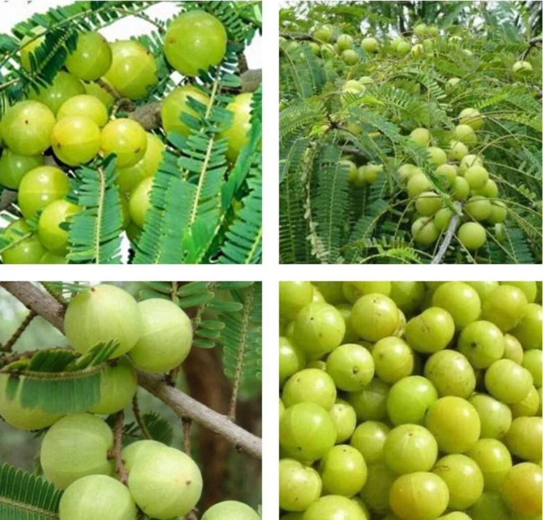Indian Gooseberry Seeds | Phyllanthus Emblica Tree | Amla Fruit Planting | 10+ Seeds for Garden Growth