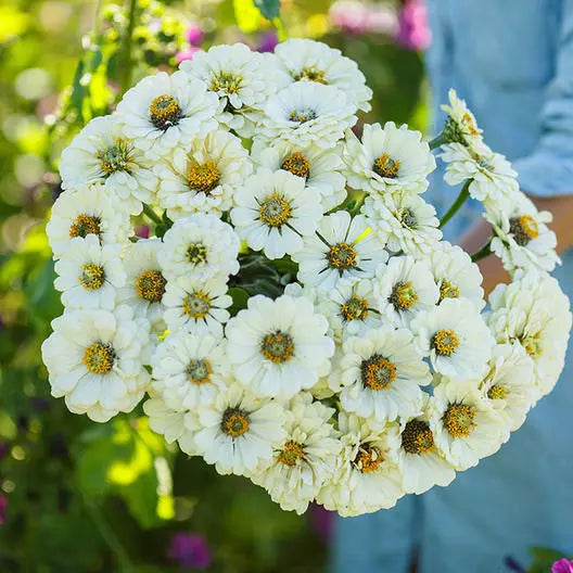 Zinnia Seeds - All White Double Blooms - Non-GMO - 100 Seeds - Zinnia elegans