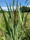 Cattail Plants - Bareroot Typha Angustifolia for Water Gardens - Aquatic Pond Plants - Live Water Garden Plants