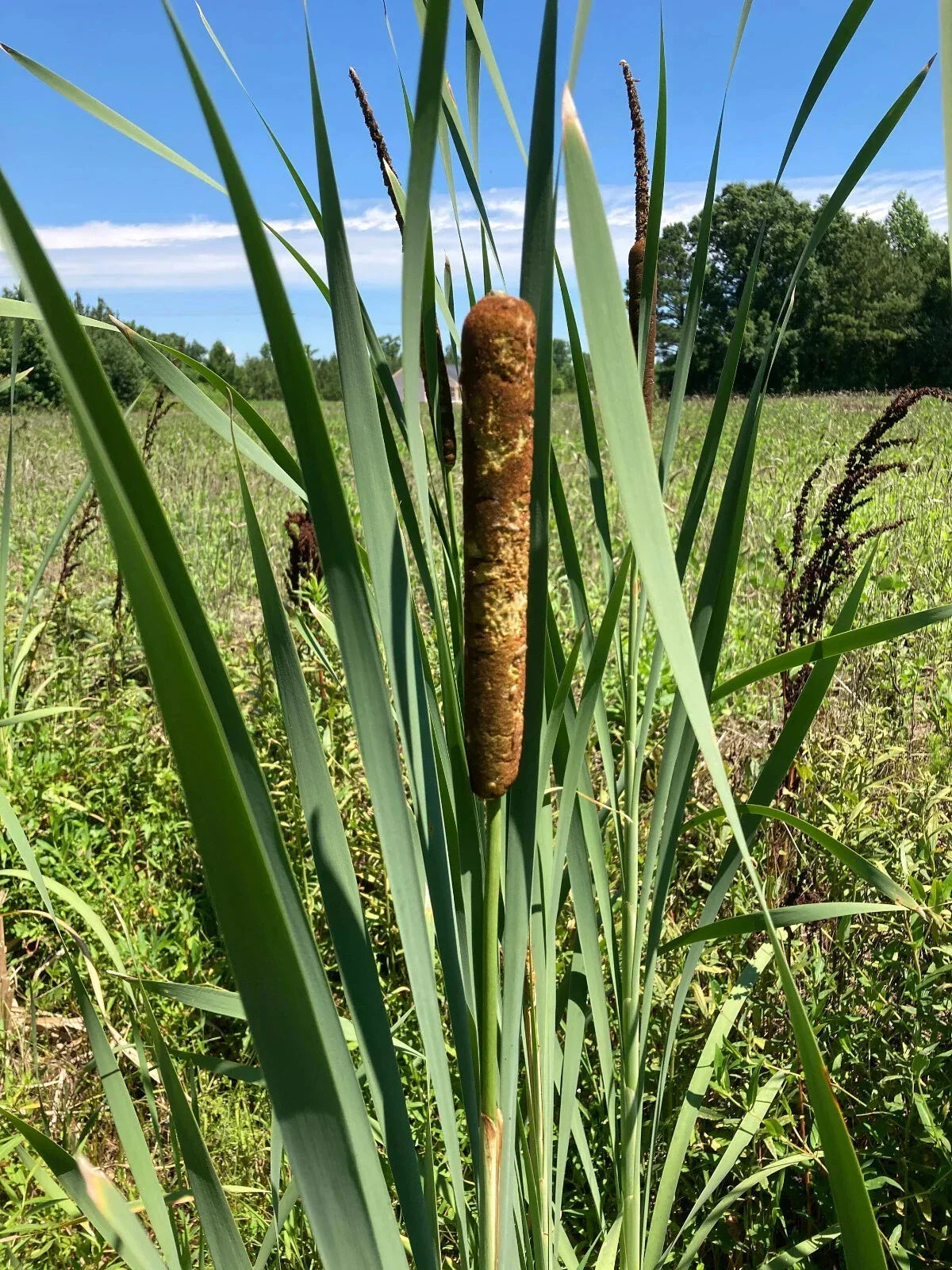 Cattail Plants - Bareroot Typha Angustifolia for Water Gardens - Aquatic Pond Plants - Live Water Garden Plants