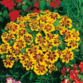 Dainty Marietta Dwarf Marigold Seeds | Heirloom Non-GMO | Vibrant Orange & Yellow Flowers | Tagetes patula | Annual Garden Seeds
