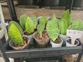 Baby Sansevieria Masoniana Whale Fin Snake Plant - 4-5 Inch Rooted Bare Root Indoor Outdoor Plant