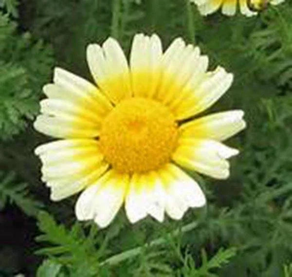 Garland Daisy Seeds - 100+ Bright Yellow Flowers - Osteospermum spp. - Easy to Grow, Drought Tolerant, Garden & Container Plant