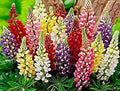 Russell Lupine Seed Mix - Assorted Colors, Perennial Flower Seeds, Lupinus polyphyllus, Non-GMO, Garden Wildflower Seeds