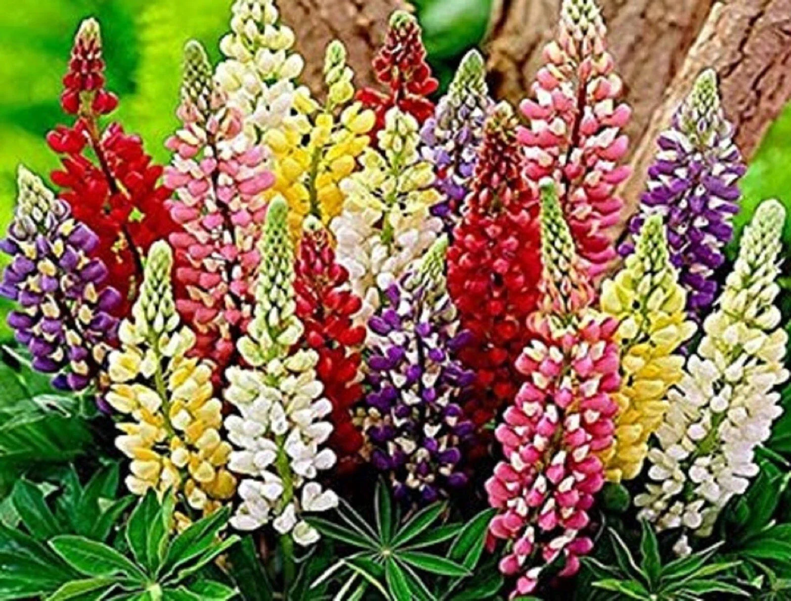 Russell Lupine Seed Mix - Assorted Colors, Perennial Flower Seeds, Lupinus polyphyllus, Non-GMO, Garden Wildflower Seeds