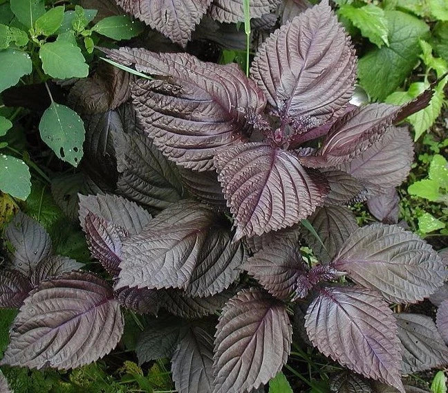 Purple Shiso Seeds - Non-GMO Perilla frutescens Herb for Culinary & Garden, Japanese Basil, Red Mint, Full Sun, Easy to Grow