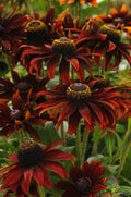 Moreno Rudbeckia Seeds - 200+ Pack for Garden Planting - Black-eyed Susan - Rudbeckia hirta - Perennial Flower Seeds