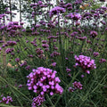 Verbena bonariensis Purpletop Vervain Plant - Tender Perennial Root, Purple Flowers, Pollinator Friendly, Full Sun Garden Plant