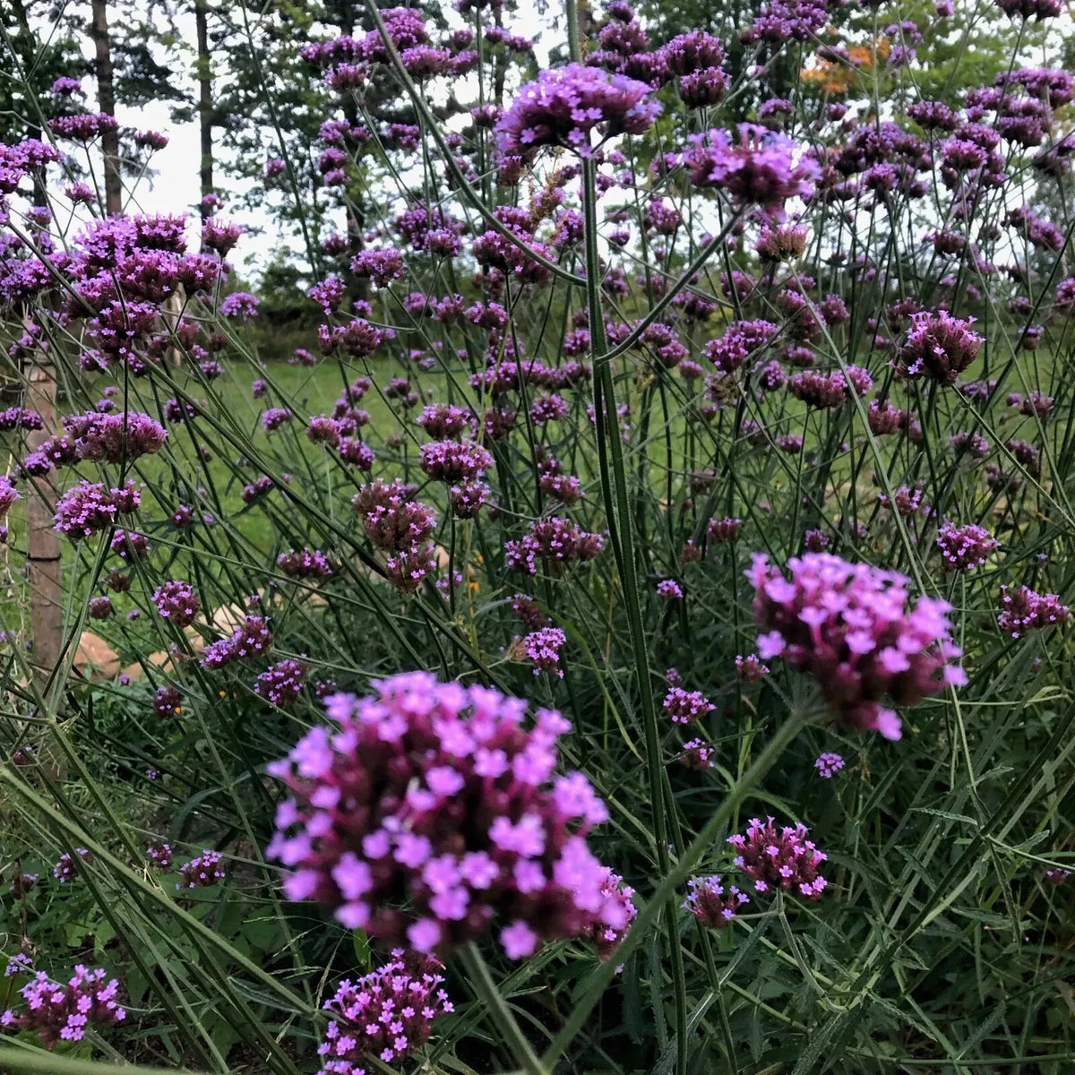 Verbena bonariensis Purpletop Vervain Plant - Tender Perennial Root, Purple Flowers, Pollinator Friendly, Full Sun Garden Plant