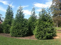 Green Giant Arborvitae Plants | 2.5-Inch Pot | Thuja 'Green Giant' | Fast-Growing Evergreen Privacy Screen & Windbreak
