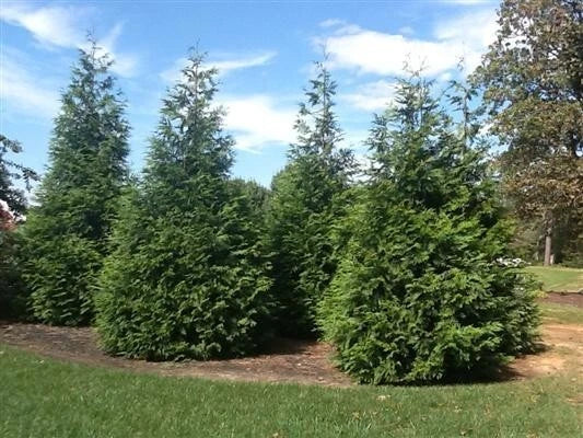 Green Giant Arborvitae Plants | 2.5-Inch Pot | Thuja 'Green Giant' | Fast-Growing Evergreen Privacy Screen & Windbreak