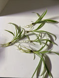 Live Bare Rooted Spider Plants 5 Pack - Chlorophytum comosum - Air Purifying Indoor Houseplants for Home Decor
