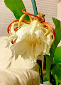 Night Blooming Cereus Cactus Orchid - 4" Pot Epiphyllum oxypetalum Rooted Indoor Plant for Garden, Hanging Basket