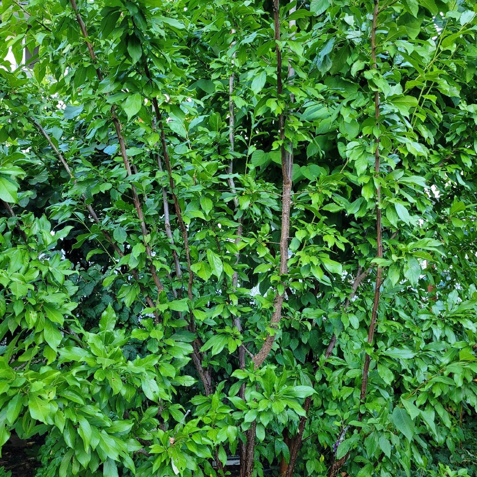 Elephant Heart Plum Cuttings - 5 Unrooted Prunus Salicina Cuttings for Zones 5-9