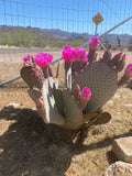 Beaver Tail Cactus Cuttings - 2 Fresh Pads with Pink Blooms - Opuntia basilaris Succulents for Garden & Container