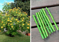 Bolivian Sunflower Cuttings - Mexican Tree Daisy Perennial Tithonia diversifolia - Vibrant Yellow Flowers, Easy to Grow
