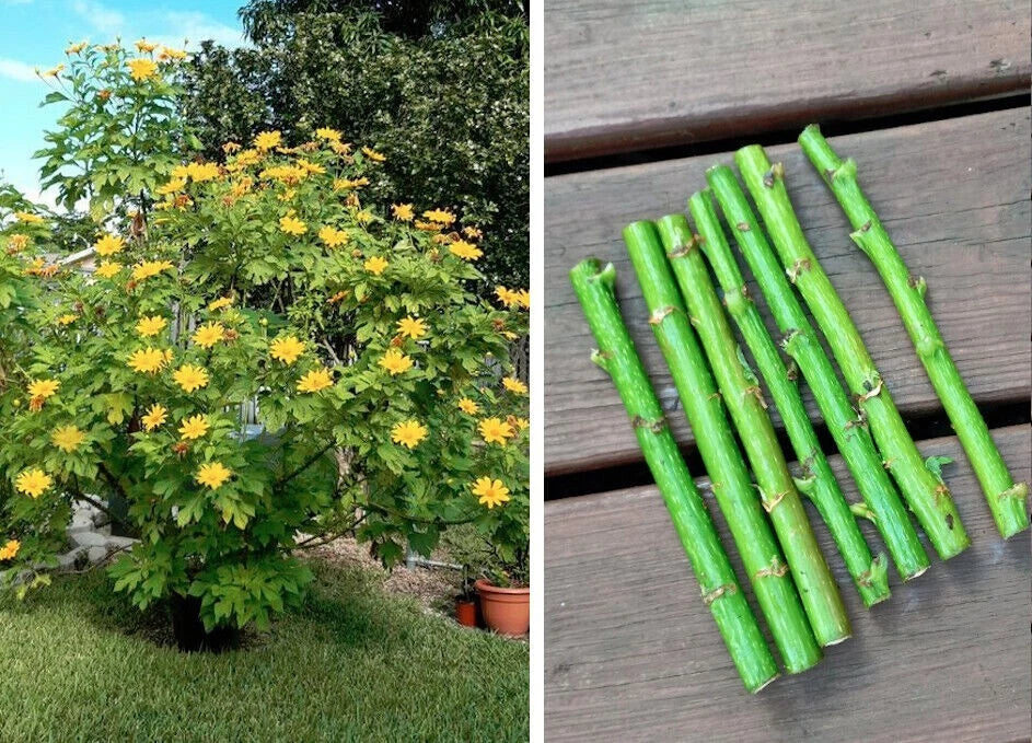 Bolivian Sunflower Cuttings - Mexican Tree Daisy Perennial Tithonia diversifolia - Vibrant Yellow Flowers, Easy to Grow