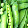 Lincoln Pea Seeds - Non-GMO Heirloom Garden Seeds for Vegetables, Pisum sativum, Compact, Sweet, Fresh Edible Pods