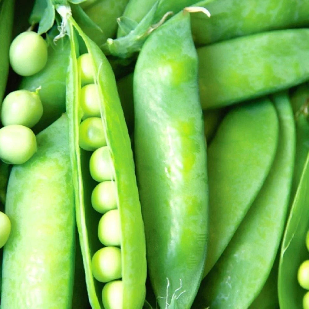 Lincoln Pea Seeds - Non-GMO Heirloom Garden Seeds for Vegetables, Pisum sativum, Compact, Sweet, Fresh Edible Pods