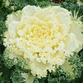 Ornamental Kale Seeds Nagoya Mixture 40 Seeds Brassica oleracea for Fall Gardens, Landscaping, Containers