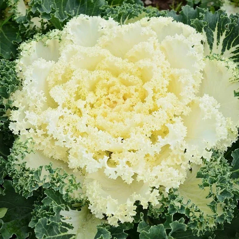 Ornamental Kale Seeds Nagoya Mixture 40 Seeds Brassica oleracea for Fall Gardens, Landscaping, Containers
