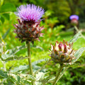 Cardoon Seeds - Artichoke Thistle Variety for Gardening and Culinary Use - Cynara cardunculus