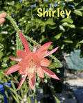 3 Shirley Aporocactus Succulents | Aporophyllum Cactus Indoor Plants | Climbing & Trailing Greenhouse Succulents