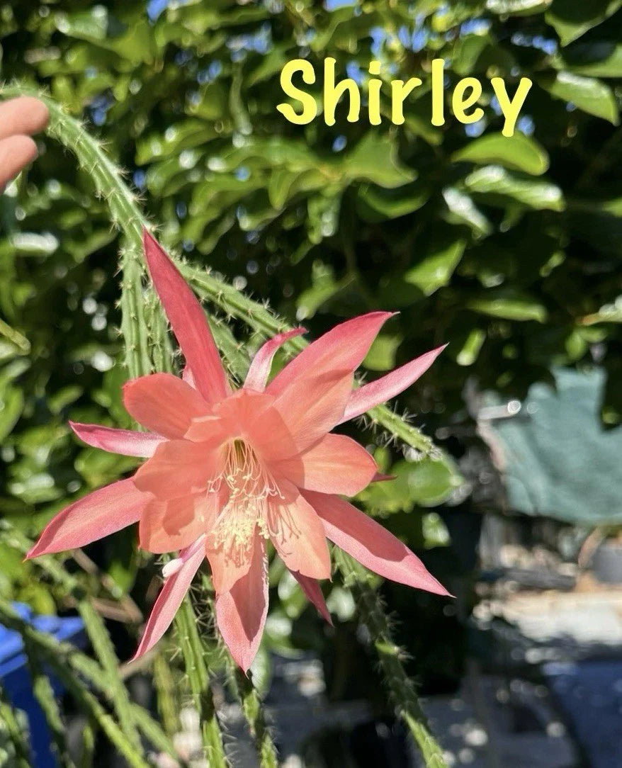3 Shirley Aporocactus Succulents | Aporophyllum Cactus Indoor Plants | Climbing & Trailing Greenhouse Succulents