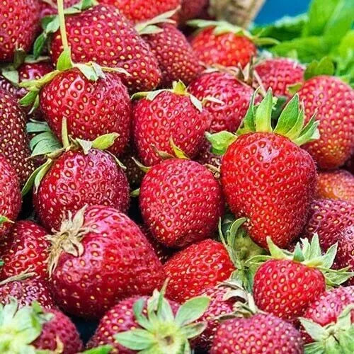 Albion Strawberry Plants - 10 Bare-Root Day Neutral Fragaria × ananassa for Continuous Harvest