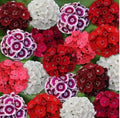 Mixed Colors Sweet William Seeds - Dianthus Barbatus Flowering Perennial Garden Seeds, 200+ Seeds