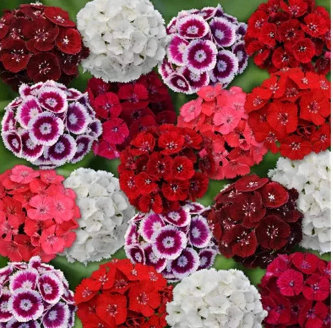 Mixed Colors Sweet William Seeds - Dianthus Barbatus Flowering Perennial Garden Seeds, 200+ Seeds