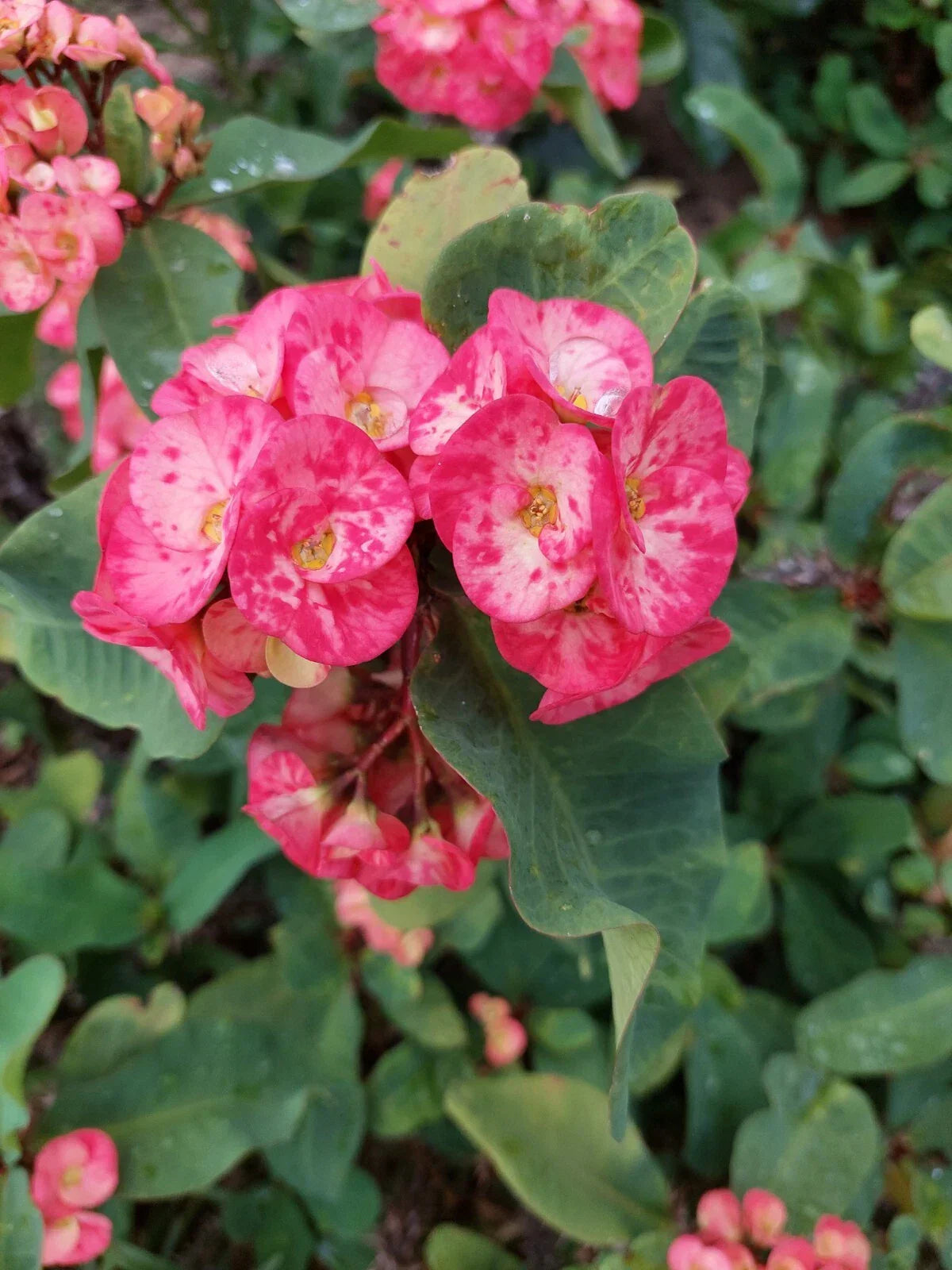 Thai Crown of Thorns Plant - 12" Rooted Euphorbia Milii Hybrid Succulent Indoor Flowering Plant