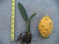 Rooted Yellow Dragon Fruit Plant 6-8" Hylocereus megalanthus, Tropical Cactus, Edible Fruit, Indoor & Outdoor