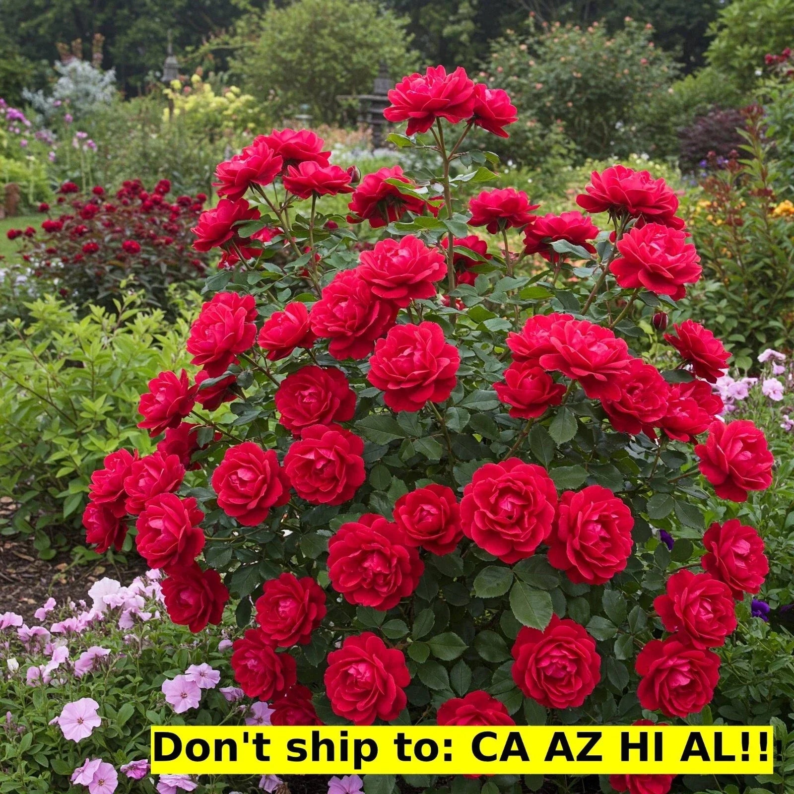 Red Drift Rose Bush 3-Gallon Pot, Live Outdoor Flowering Plant, Rosa 'Drift' for Garden, Border, or Container