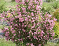 Polka Weigela Cutting 8-12" Pink Flowers Weigela florida 'Polka' Live Rooted Plant for Zones 4-8
