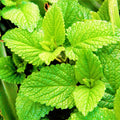 Spearmint Seeds 5000+ Count Non-GMO Heirloom Mentha spicata Herb Garden Seeds