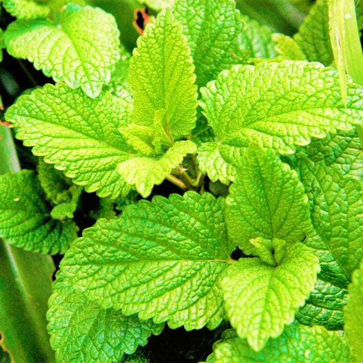 Spearmint Seeds 5000+ Count Non-GMO Heirloom Mentha spicata Herb Garden Seeds