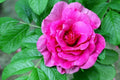Rugosa Rose Bush Seeds 50 Pack - Red Rosa Rugosa Rubra Fragrant Hardy Shrubs for Garden Planting