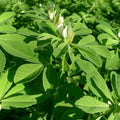Fenugreek Seeds 100 Non-GMO Heirloom Garden Seeds Trigonella foenum-graecum