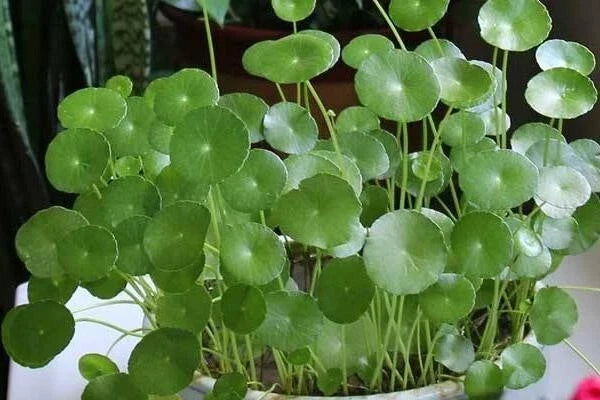 Dichondra Repens Grass Seeds - 50PCS Ground Cover, Drought Tolerant, Low-Growing, Perennial Lawn & Landscape Seeds