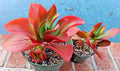 Kalanchoe Dragongfire Succulent Plant 5" Bright Red Foliage Indoor Decor Rare