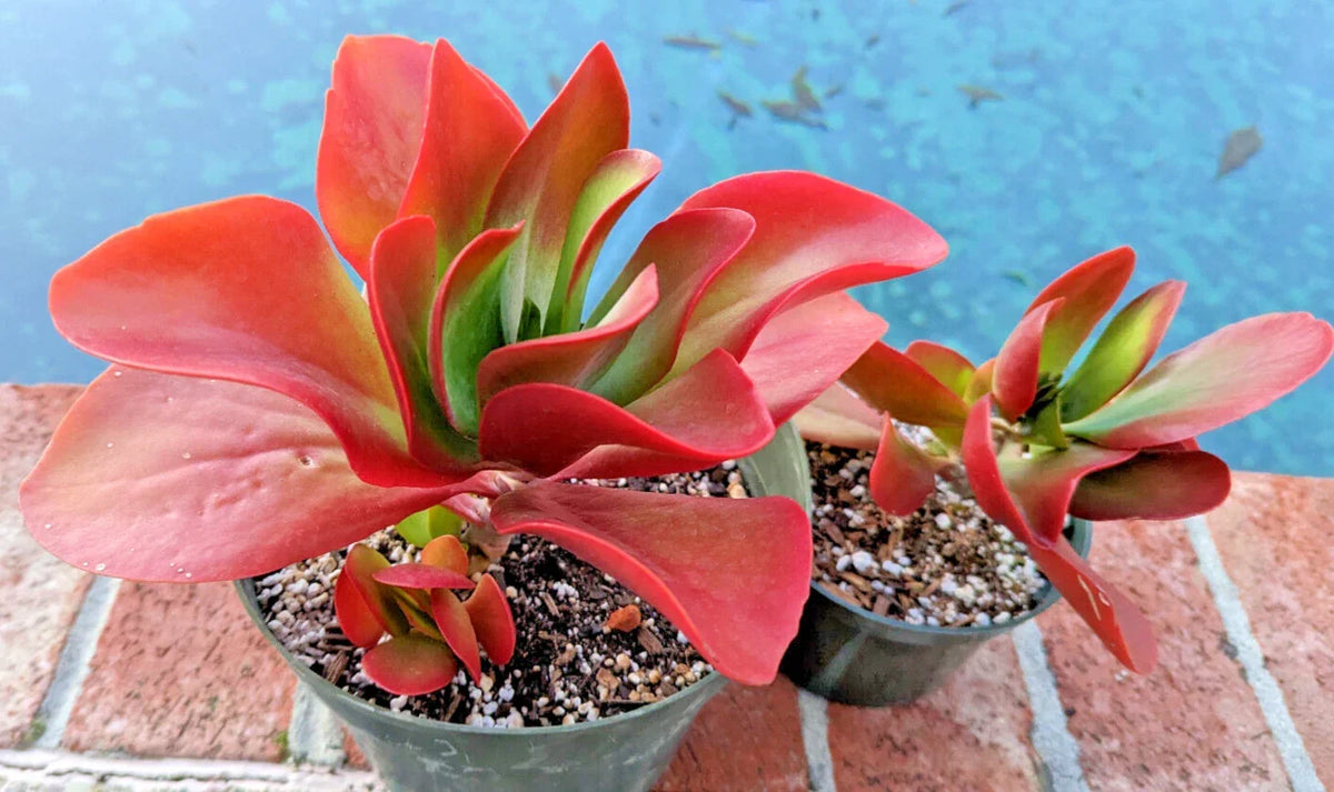 Kalanchoe Dragongfire Succulent Plant 5" Bright Red Foliage Indoor Decor Rare