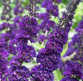 Buddleja Davidii Purple Butterfly Bush Live Unrooted Cuttings - Butterfly Attracting Garden Plant