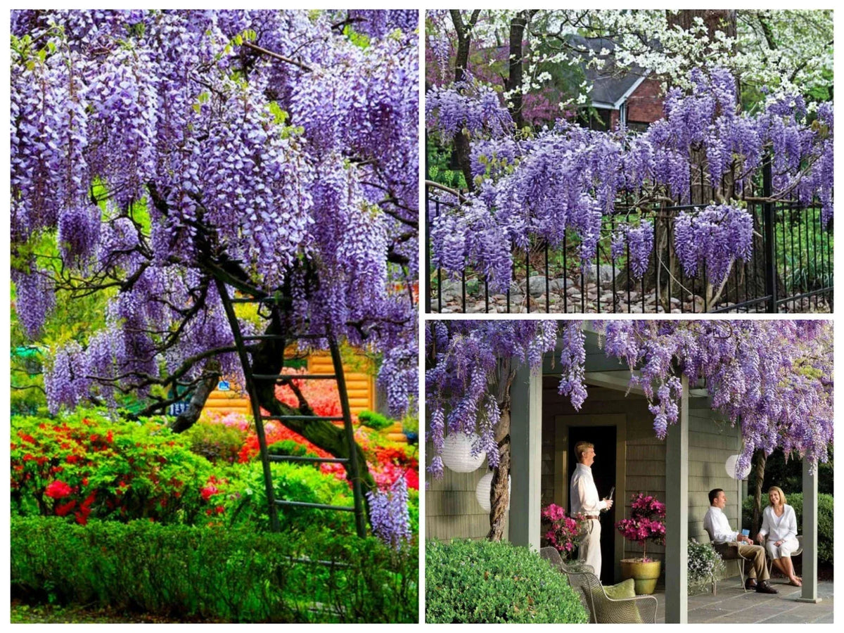 Chinese Wisteria Tree Seeds - 12+ Seeds, Climbing Flower Vine, Lavender Blooms, Cold Hardy Wisteria sinensis, Garden Trellis Plant