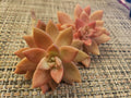 GraptoSedum California Sunset Succulent Cuttings - 2" Diameter Unrooted Propagation Plant