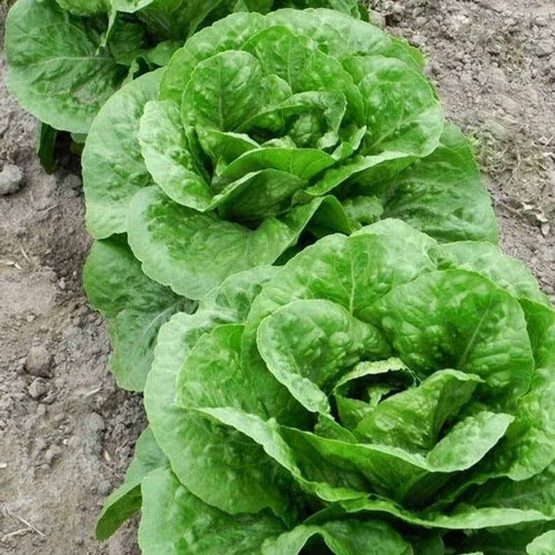 Parris Island Romaine Lettuce Seeds – Organic Non-GMO Vegetable Seeds for Home Garden, Salad, Lettuce, Lactuca sativa
