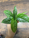 Monstera Siltepecana Cuttings (5) | Tropical Houseplant Propagation | Rare Variegated Indoor Plant | Monstera siltepecana