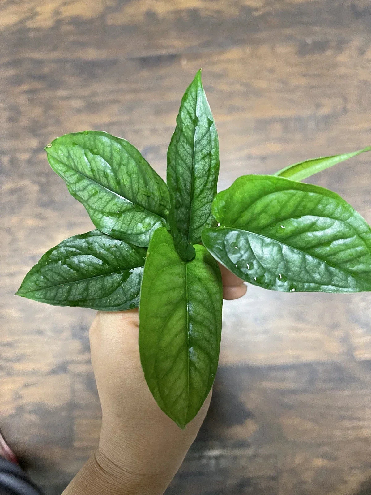 Monstera Siltepecana Cuttings (5) | Tropical Houseplant Propagation | Rare Variegated Indoor Plant | Monstera siltepecana