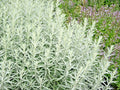 Prairie Sage Flower Seeds - White Sagebrush, Perennial Native Wildflower, Artemisia ludoviciana, Drought-Tolerant, Pollinator Attracting
